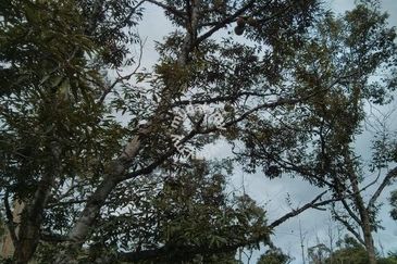 Raub Sungai Chetang Dusun Land