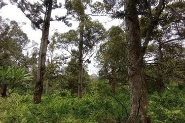 Raub Sungai Chetang Dusun Land