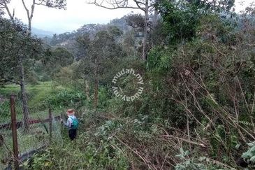 Raub Sungai Chetang Dusun Land