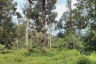 Raub Sungai Chetang Dusun Land