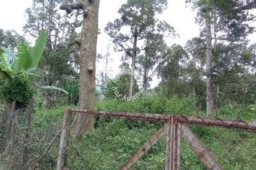 Raub Sungai Chetang Dusun Land