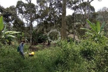 Raub Sungai Chetang Dusun Land