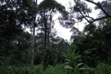 Raub Sungai Chetang Dusun Land