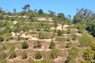 Bentong Gementi Durian Land
