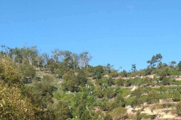 Bentong Gementi Durian Land