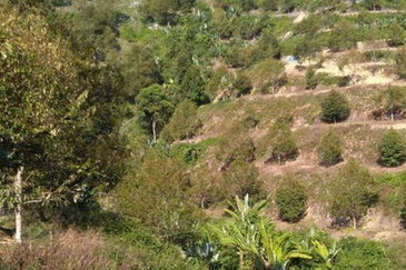 Bentong Gementi Durian Land
