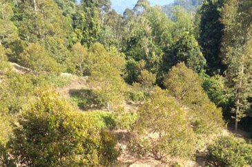 Bentong Gementi Durian Land