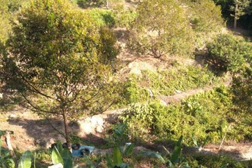 Bentong Gementi Durian Land