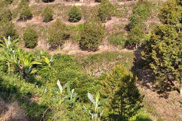Bentong Gementi Durian Land