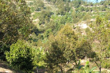 Bentong Gementi Durian Land