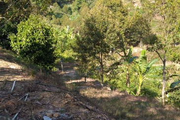 Bentong Gementi Durian Land
