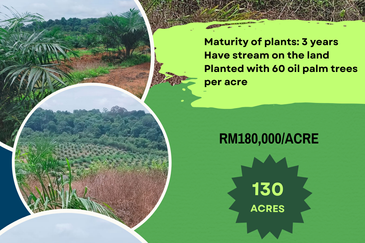 Port Dickson Freehold Oil Palm Plantation