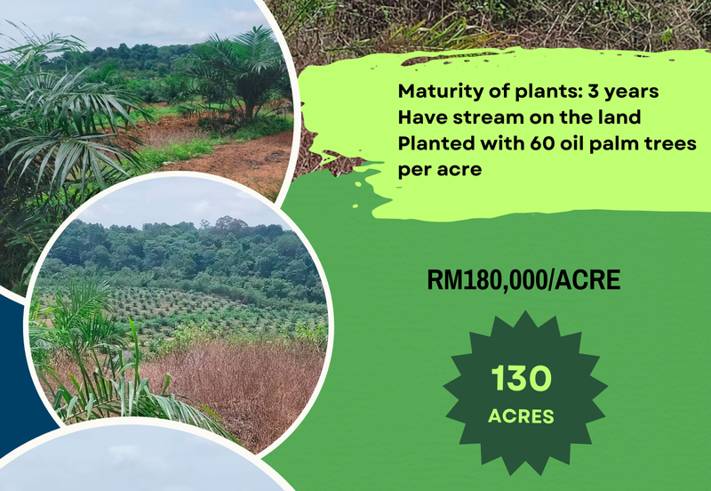 Port Dickson Freehold Oil Palm Plantation