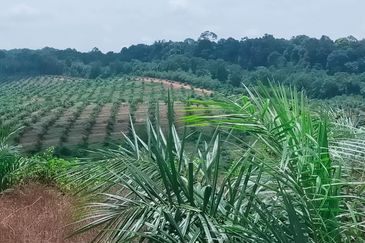 Port Dickson Freehold Oil Palm Plantation