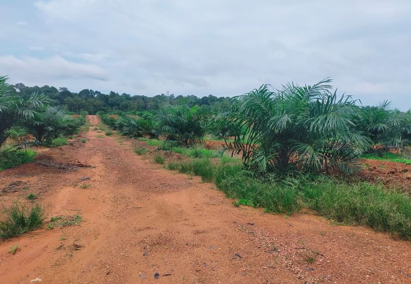 Port Dickson Freehold Oil Palm Plantation