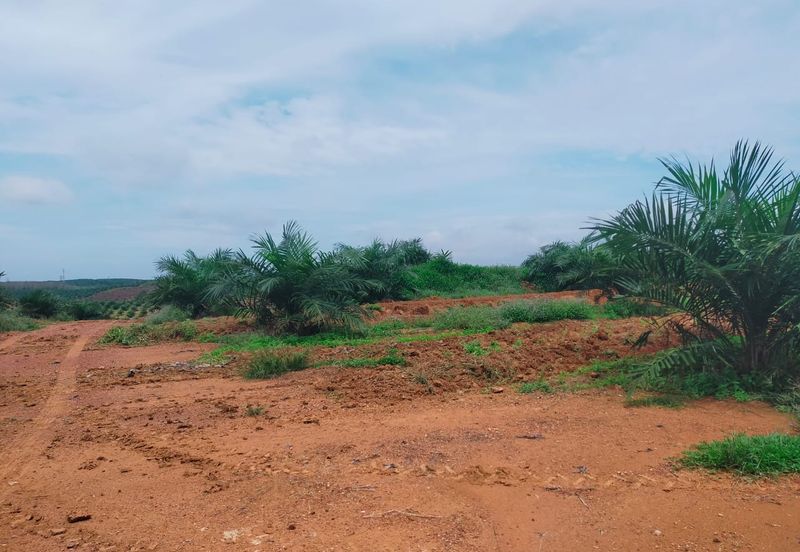 Port Dickson Freehold Oil Palm Plantation