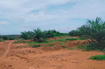 Port Dickson Freehold Oil Palm Plantation