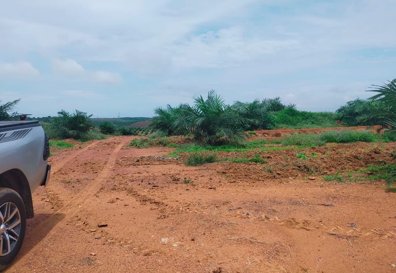 Port Dickson Freehold Oil Palm Plantation