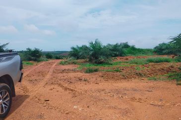 Port Dickson Freehold Oil Palm Plantation