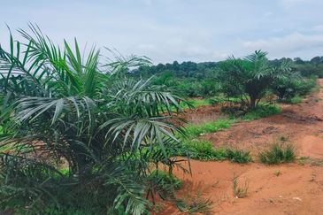 Port Dickson Freehold Oil Palm Plantation