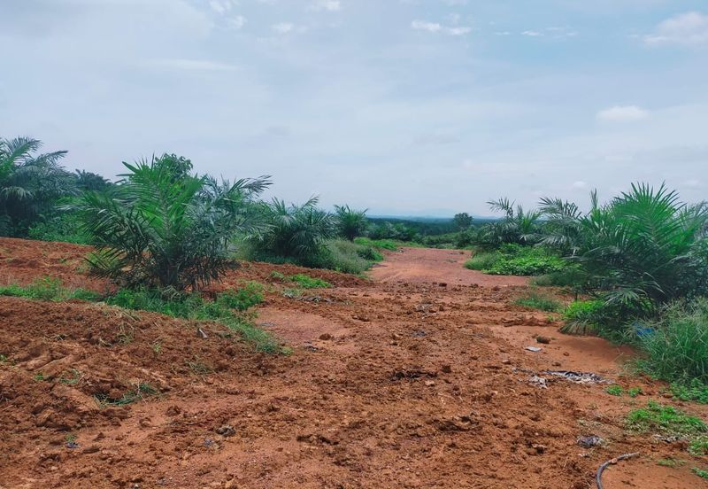 Port Dickson Freehold Oil Palm Plantation