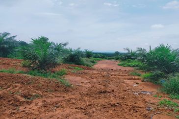 Port Dickson Freehold Oil Palm Plantation