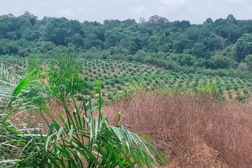 Port Dickson Freehold Oil Palm Plantation
