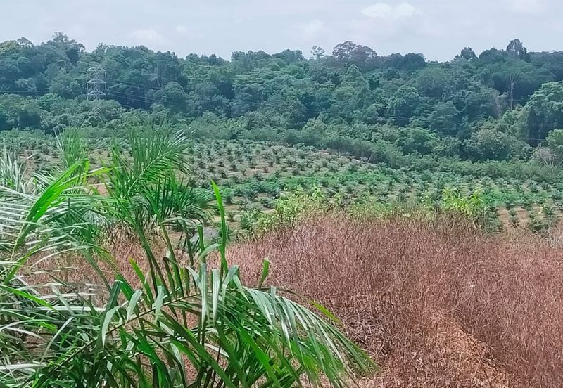 Port Dickson Freehold Oil Palm Plantation