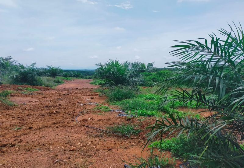 Port Dickson Freehold Oil Palm Plantation