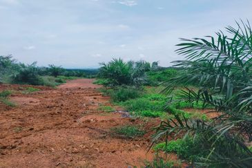 Port Dickson Freehold Oil Palm Plantation