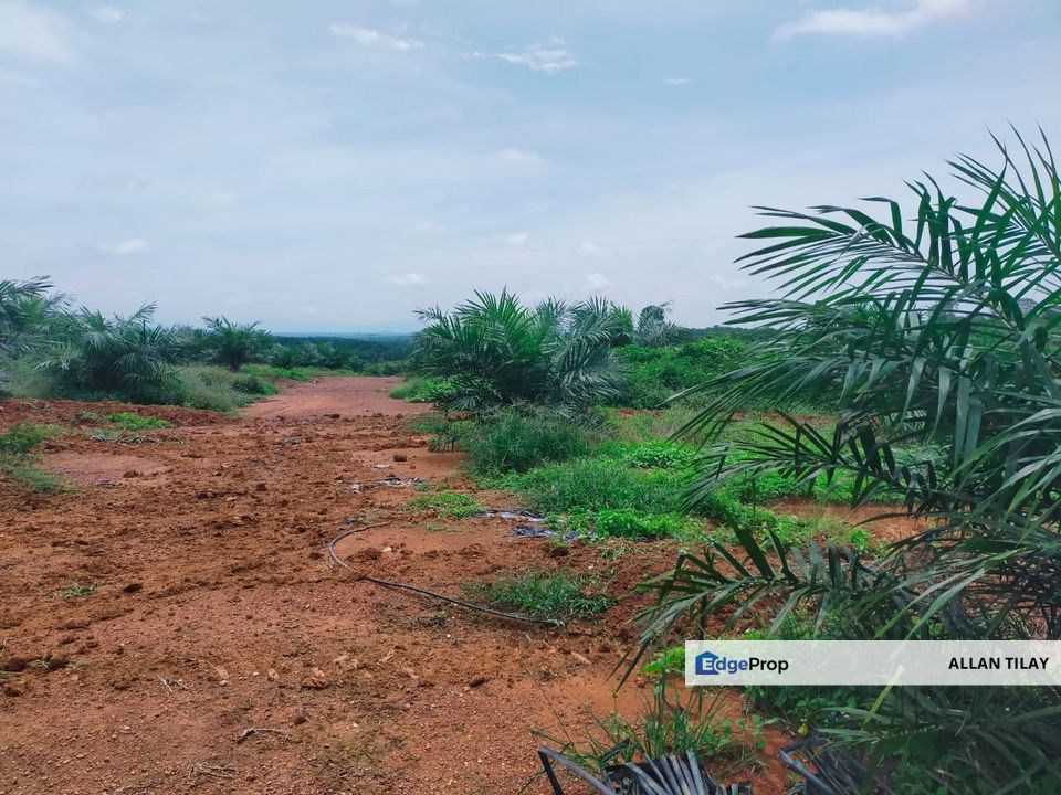 Port Dickson Freehold Oil Palm Plantation, Negeri Sembilan, Port Dickson