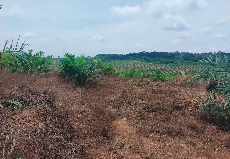 Port Dickson Freehold Oil Palm Plantation