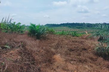 Port Dickson Freehold Oil Palm Plantation