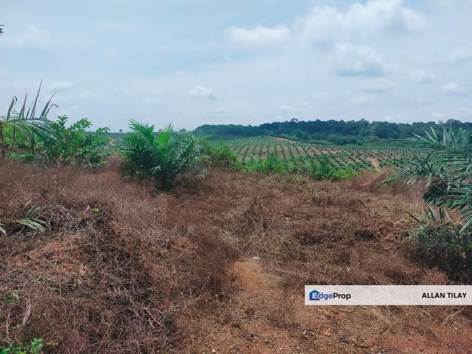Port Dickson Freehold Oil Palm Plantation, Negeri Sembilan, Port Dickson