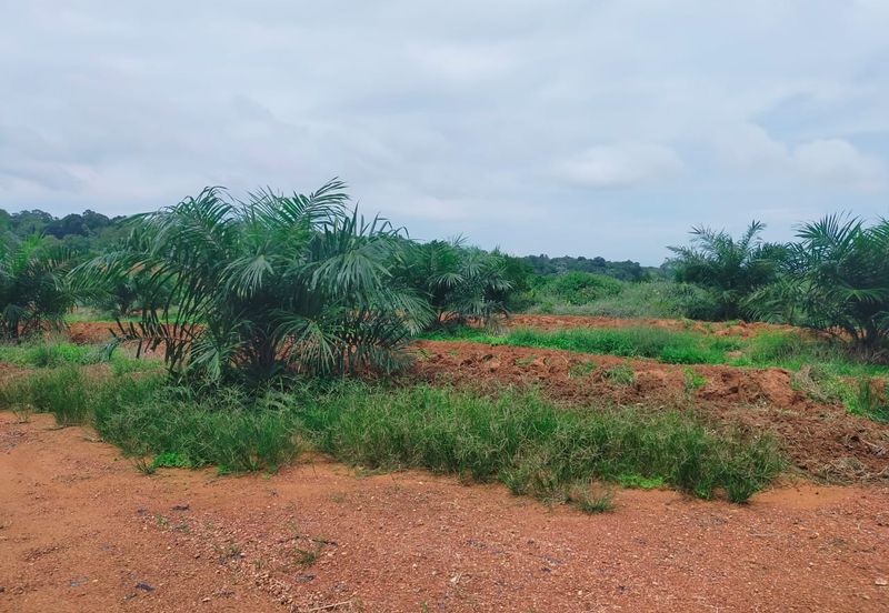 Port Dickson Freehold Oil Palm Plantation