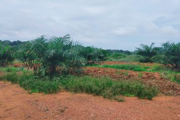 Port Dickson Freehold Oil Palm Plantation