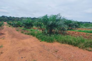 Port Dickson Freehold Oil Palm Plantation
