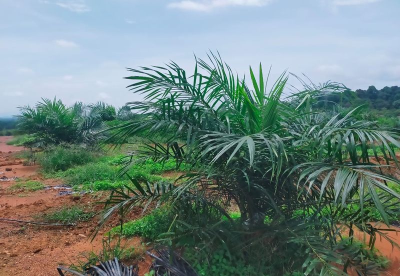 Port Dickson Freehold Oil Palm Plantation