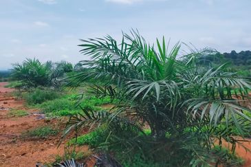Port Dickson Freehold Oil Palm Plantation