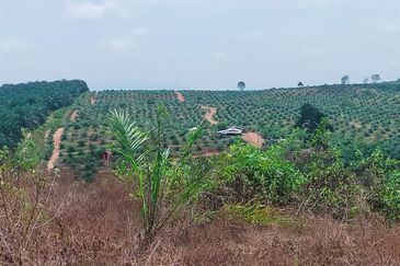 Port Dickson Freehold Oil Palm Plantation