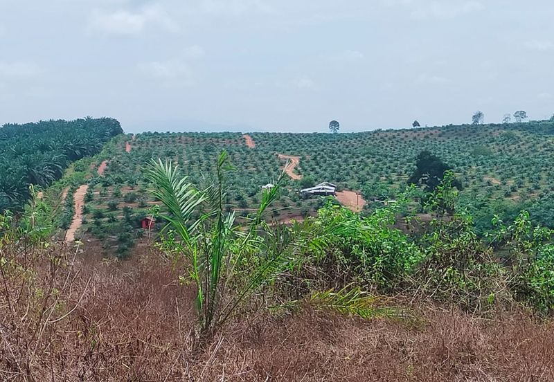 Port Dickson Freehold Oil Palm Plantation