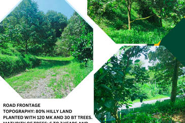 Raub Kampung Tras Durian Plantation