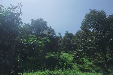 Raub Kampung Tras Durian Plantation