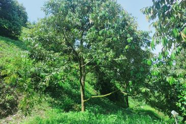 Raub Kampung Tras Durian Plantation