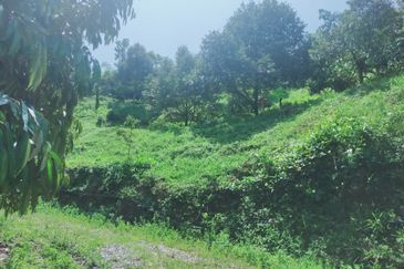 Raub Kampung Tras Durian Plantation