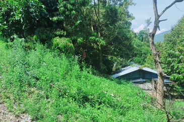 Raub Kampung Tras Durian Plantation