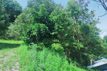Raub Kampung Tras Durian Plantation