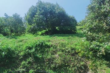 Raub Kampung Tras Durian Plantation