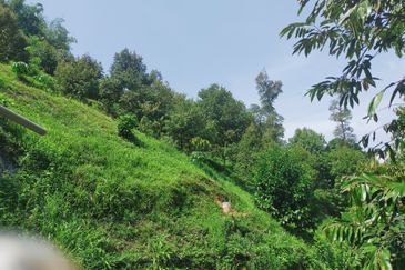Raub Kampung Tras Durian Plantation