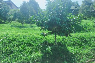 Raub Kampung Tras Durian Plantation